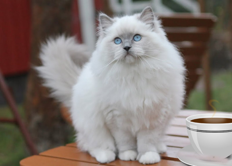 Le Chat L Heureux Bar A Chats A Nantes Ferme