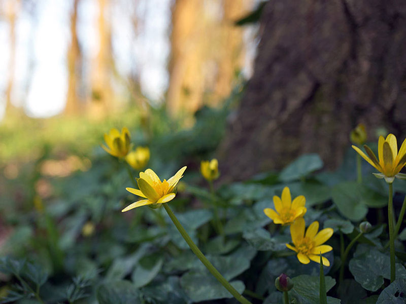 Parc de la Bégraisière à Saint-Herblain à côté de Nantes