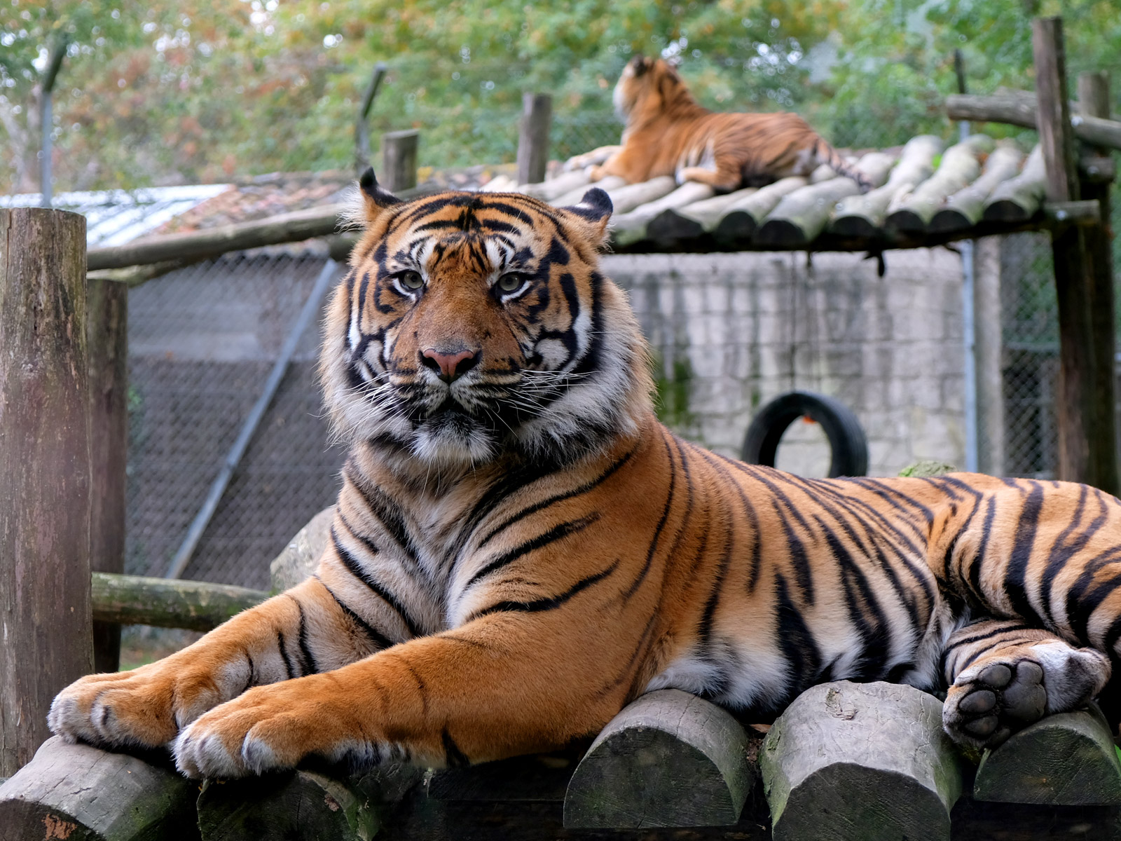 Le tigre du zoo de La boissière-du-doré, situé près de Nantes, en Loire-Atlantique