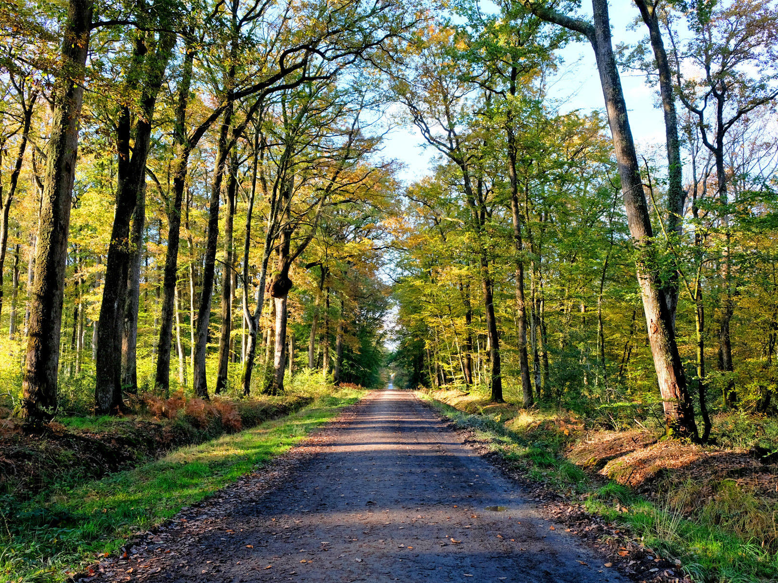 Forêt du Gâvre en Loire-Atlantique