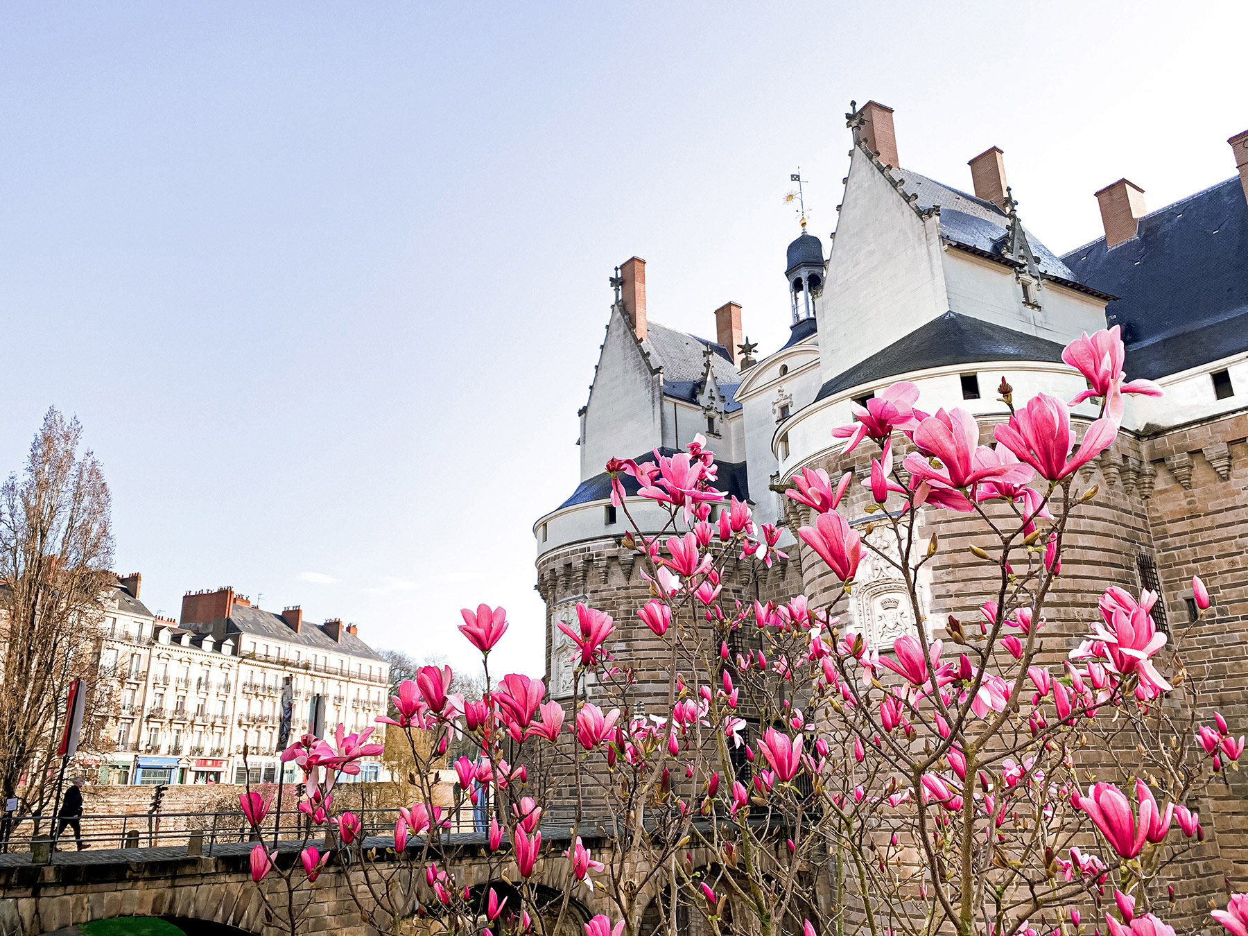 Nantes au printemps : les magnolias fleurissent autour du Château des Ducs de Bretagne